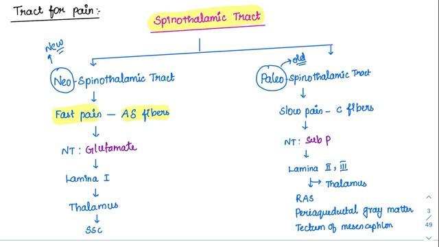 Nociceptors & Pain pathway - MCQ concepts смотреть онлайн