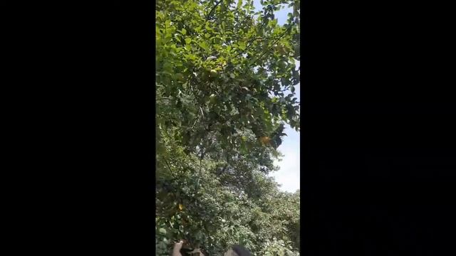 When we picked apple pears 🍐🍐🍐 смотреть онлайн