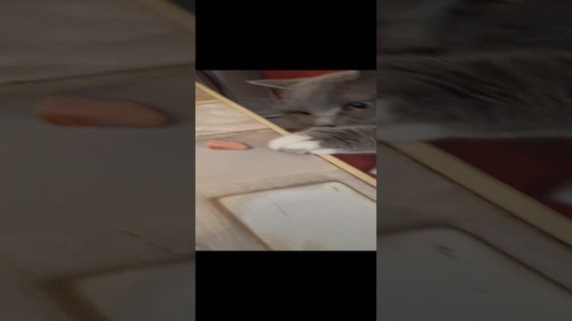 кошка хочет съесть калбасу со стола смотреть онлайн