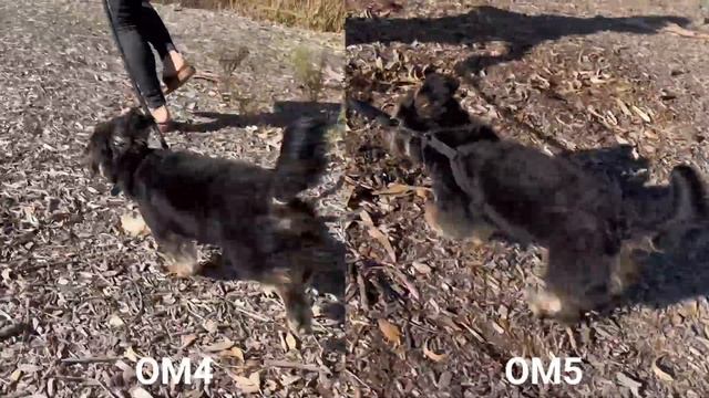 DJI Osmo Mobile 4 vs Osmo Mobile 5 - Cinematic 4k Footage Comparison - SANDMARC смотреть онлайн