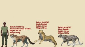Cheetahs VS Cougars Size Comparison