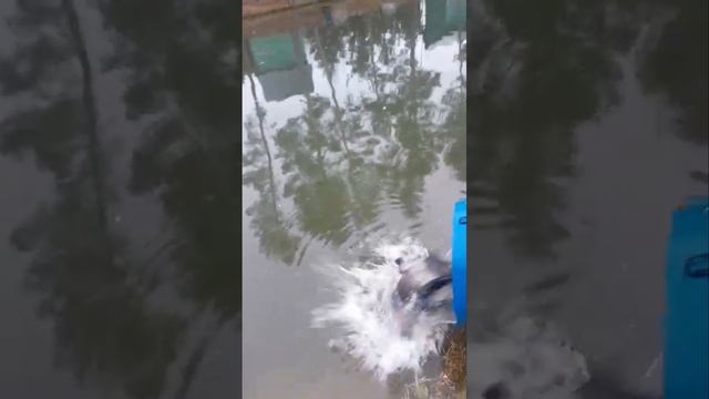 запуск форели смотреть онлайн