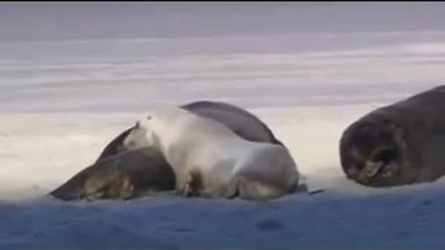 Just Windows 7 - Mile high wildlife.avi смотреть онлайн