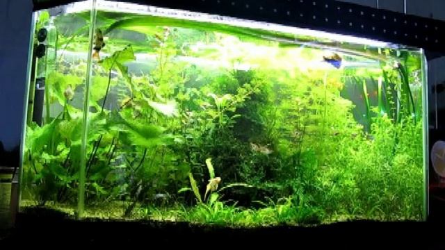 FUNNY HOBBY AQUARIUM смотреть онлайн