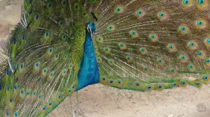 Классическая музыка для детей и животные от природы - 3