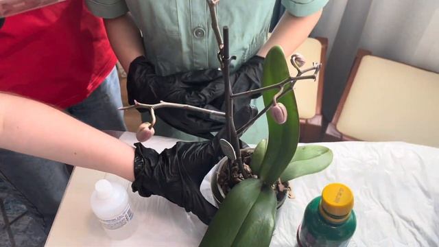 Полное«Спасибательное»😂видео за 200 подписчиков!работа моих сладких детей и собачки🐶с орхидеями😍 смотреть онлайн