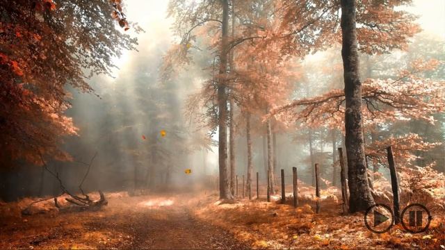 rainy foggy autumn forest for Wallpaper Engine смотреть онлайн