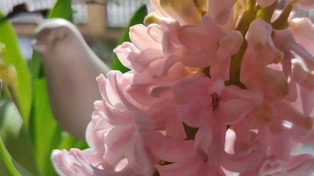 С добрым утром!!! С праздником Наурыз!!! смотреть онлайн