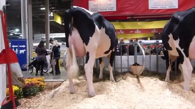 Semex 2017 Royal Daughter Display смотреть онлайн