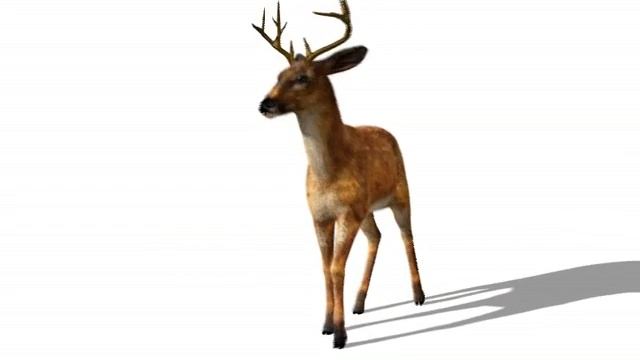 " DEER " MADE in LIGHTWAVE 3D 9.5 using Sasquatch ( Victor Tsiklauri and Friends)) смотреть онлайн
