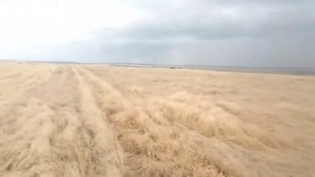 Уборка 2020 Тульская область. Палессе, Акрос ,. смотреть онлайн