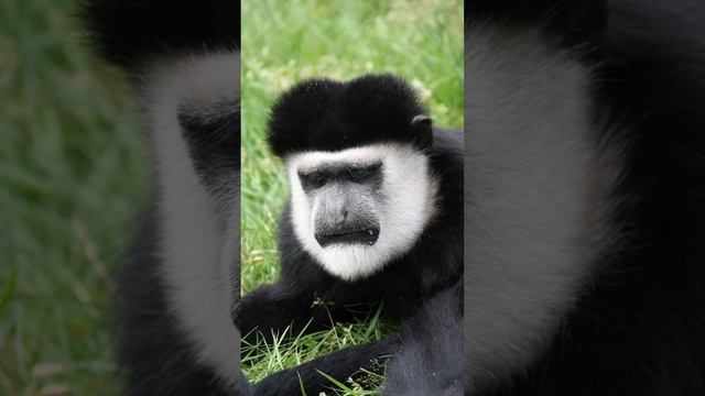 Antonia al Poder, sección paranormal y teoría de la conspiración. Mono panda Jiménez. Premoniciones смотреть онлайн