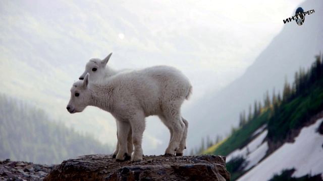 Снежная коза - Oreamnos Americanus  #longvideo #animals #интересно