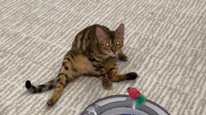 Алиса ДЕЛАЕТ УРОКИ и УЧИТ СТИХ! Домашнее задание! Завтра в школу! Мили Ванили