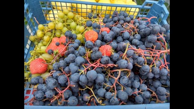 Урожай 2020 года // The 2020 harvest of apples, pears, grapes, cherry plums. смотреть онлайн