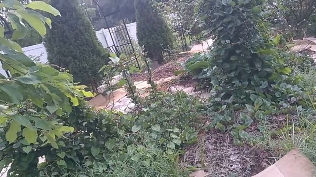 Aug pt 6 Now and Then...Queen Lime Red Zinnias смотреть онлайн