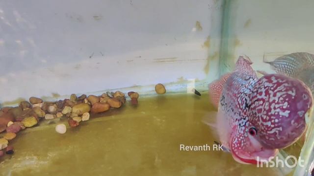 KING KAMFA BREEDING MALE | FLOWERHORN FACTORY INDIA | UFA GRAND CHAMPION смотреть онлайн