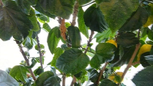 Tips On Hibiscus House Plant Care, Placing, Watering, Pests, Fertizing, Pruning, Soil, and Repottin смотреть онлайн