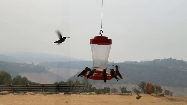 Hummer Food Fight смотреть онлайн