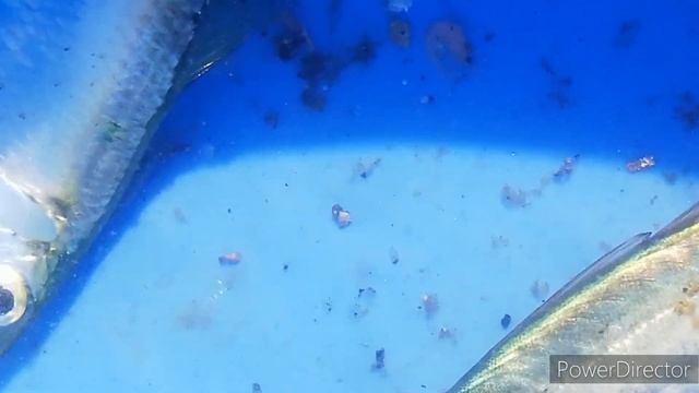 【4tトラック運転手】川崎市東扇島🍀連続勤務後の楽しい休日🐟☺️命に感謝します🍴🙏#精密機器#高さ制限#進入禁止#道の駅#やらかした#福島産食べたい#釣り смотреть онлайн