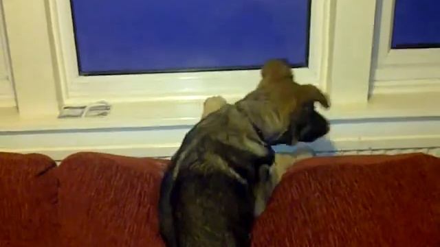Demon The german shepard siberian husky mix climbing onto window смотреть онлайн