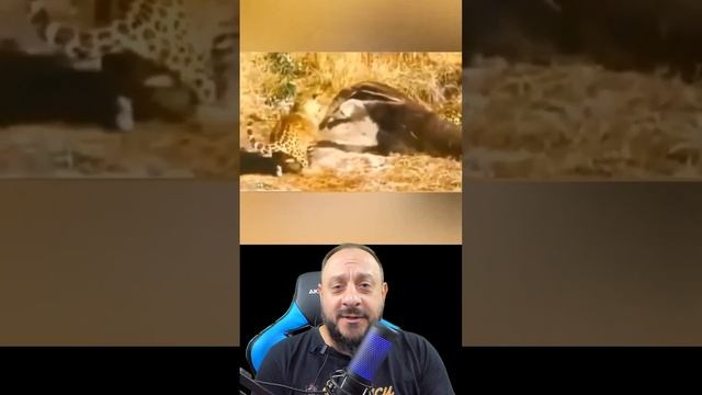 Onça VS Tamanduá смотреть онлайн