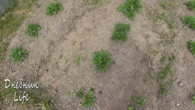 ДАЧНЫЙ ВЛОГ: Всё! Кина не будет! смотреть онлайн