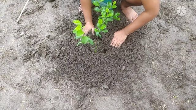 Thailand and Kashmiri Apple ber farming смотреть онлайн