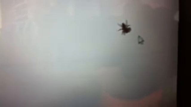 Spider chasing mouse cursor смотреть онлайн