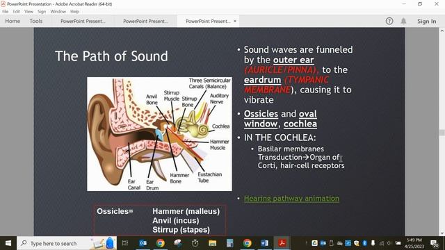 Unit 3 Review Slides--Sensation & Perception смотреть онлайн