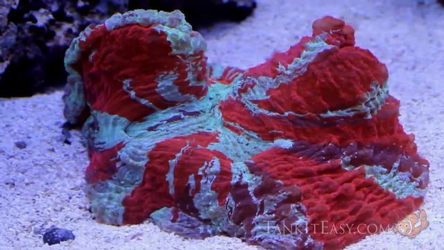 600 Gallon Reef - Tank It Easy смотреть онлайн