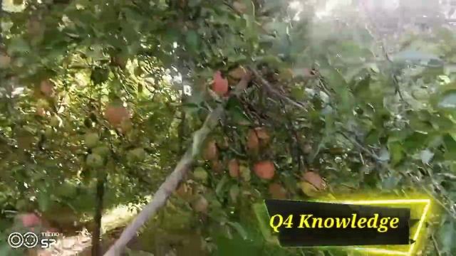 golden apple| apple trees|golden apple seedling|apple harvest|if trees dropped golden apples|#apple смотреть онлайн