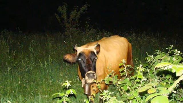 Мӧс корсьӧм.wmv смотреть онлайн