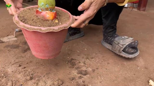 [Great Techniques] i Use special techniques for grating coconuts with apples to produce most fruit смотреть онлайн
