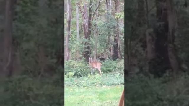 Columbus Day in Cincinnati 2017 Deer Friend смотреть онлайн