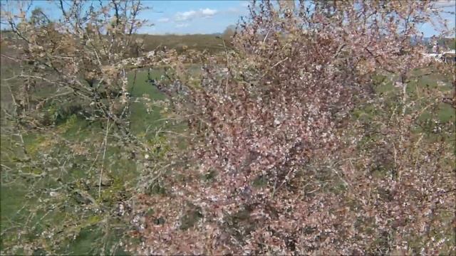 Blooming Apple and Pear tree смотреть онлайн