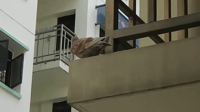 Rock pigeon spying at my window смотреть онлайн