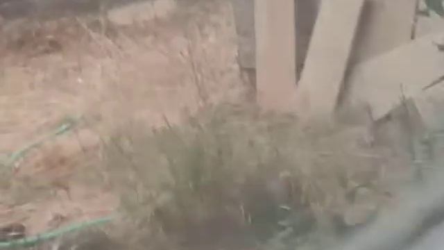 There's a cat in my backyard смотреть онлайн