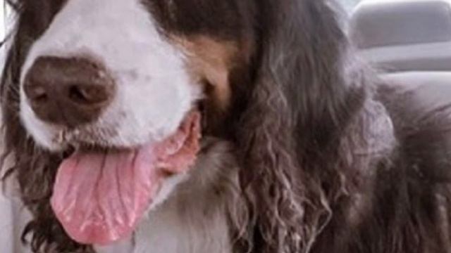 Пёс жил с 17 собаками в одном грязном доме , а потом заболел смотреть онлайн