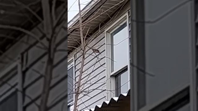 The bird looked out the window. смотреть онлайн