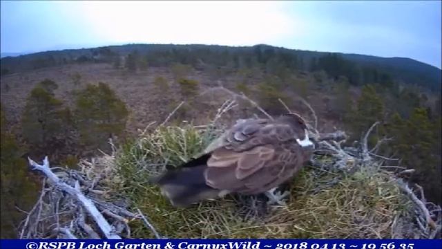 New Male flies by touching sticks, returns, shifts some ~ ©RSPB Loch Garten & Carnyx Wild смотреть онлайн