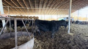 Обзор мясного скота Абердин-Ангус и Русская комолая| Купили Бычков производителей