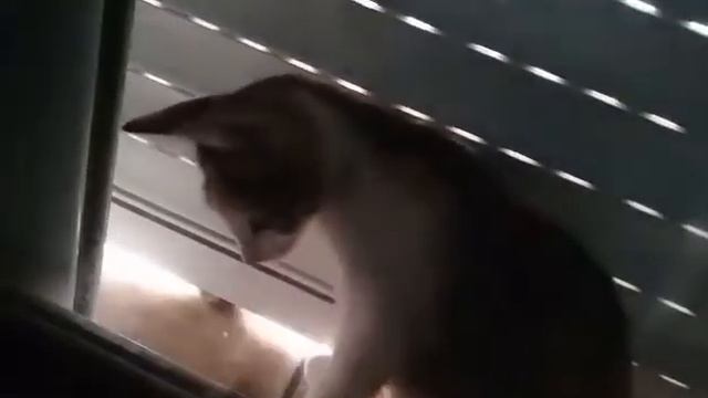 I shut the window on my cat / It looks so funny and cute смотреть онлайн