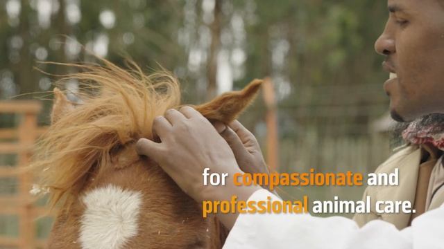 Brooke's Animal Health Mentoring Framework смотреть онлайн