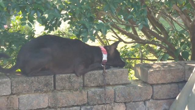 dog and chipmunk, a waiting game, Taiwan dog, FMD, смотреть онлайн