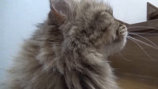 2017年7月23日TRAIN SUTE ウィングの今日の猫動画ｼﾘｰｽﾞ#201 смотреть онлайн