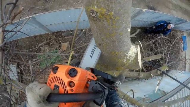 Спил_ореха🔸Волгодонск🔸НА СПИЛЕ