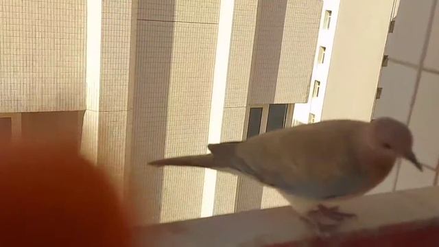 Morning view from window| For Dove lovers | pigeon view from my window смотреть онлайн
