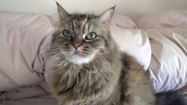 2017年1月22日TRAIN SUITE ウィングの今日の猫動画シリーズ#79 смотреть онлайн