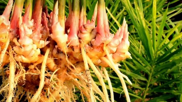 PAANO GAMITING PAMPASWERTE SA PERA ANG LUYA AT BULAKLAK NITO | Bhes Tv смотреть онлайн